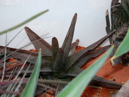 Gasteria sp