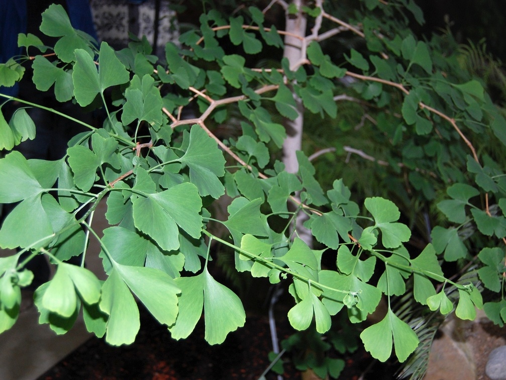Ginkgo biloba