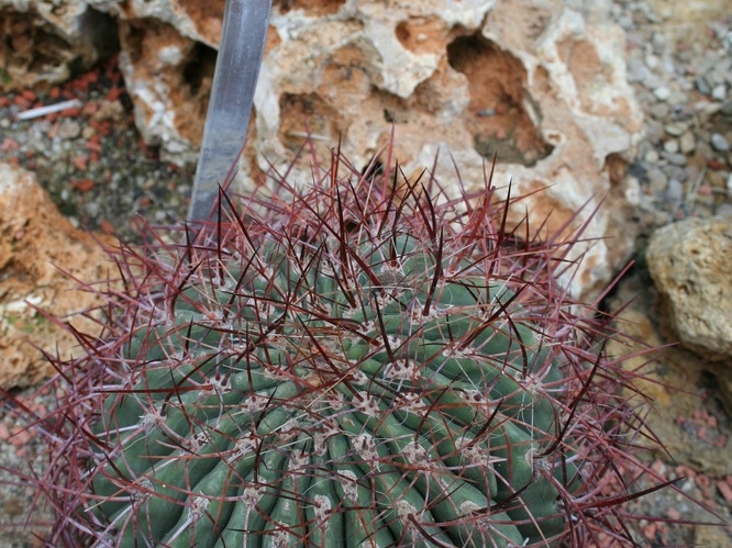 Gymnocalycium mostii v  kurtzianum