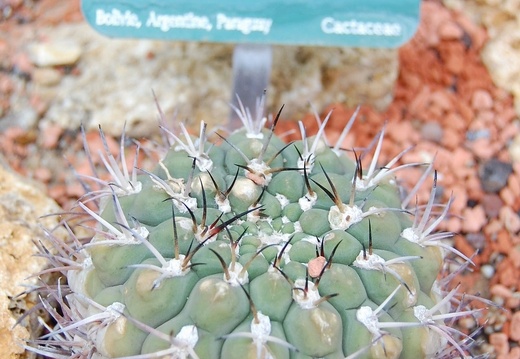 Gymnocalycium pflanzii