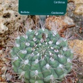 Gymnocalycium zegarrae