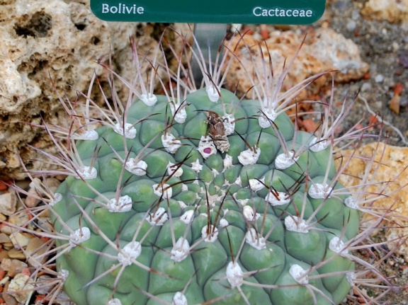 Gymnocalycium zegarrae