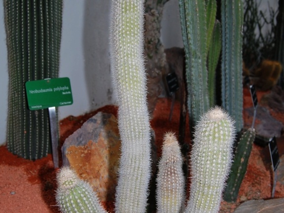 Haageocereus bicolor