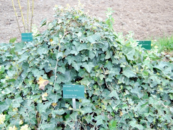 Hedera helix