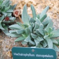 Machairophyllum stenopetalum