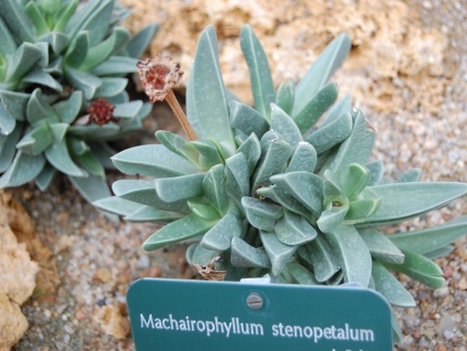 Machairophyllum stenopetalum
