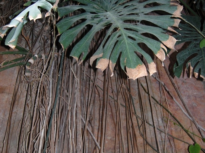 Monstera sp