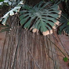 Monstera sp