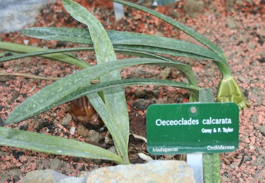 Oeceoclades calcarata