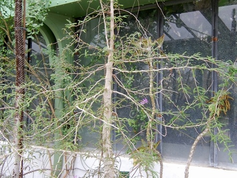 Operculicaria decaryi