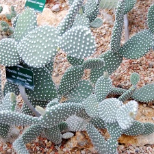 Opuntia microdasys