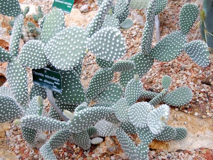 Opuntia microdasys