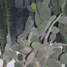 Opuntia pilifera