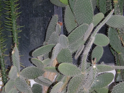 Opuntia pilifera