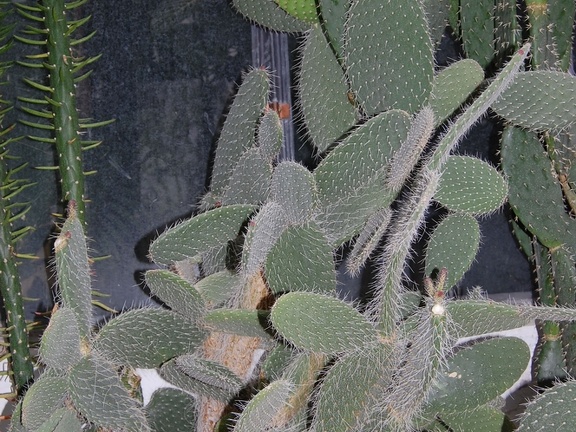 Opuntia pilifera