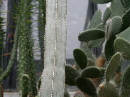 Pachycereus marginatus