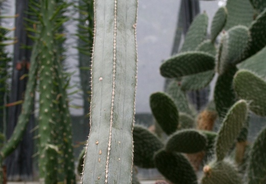 Pachycereus marginatus