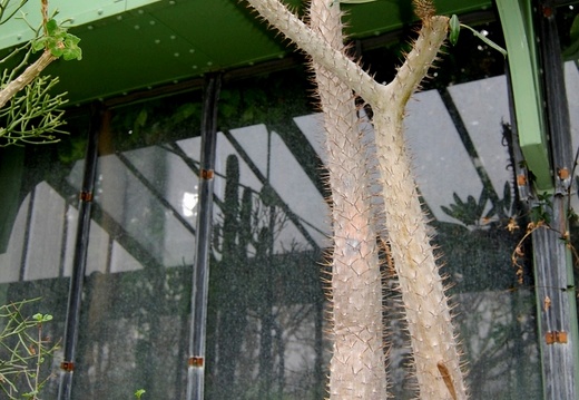 Pachypodium lamerei