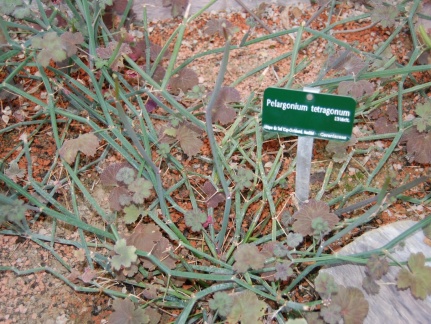 Pelargonium tetragonum