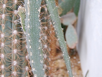 Peniocereus marnieranus