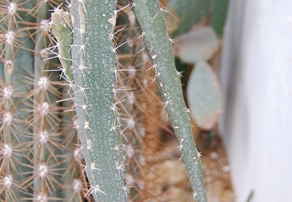 Peniocereus marnieranus