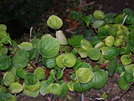 Peperomia sp