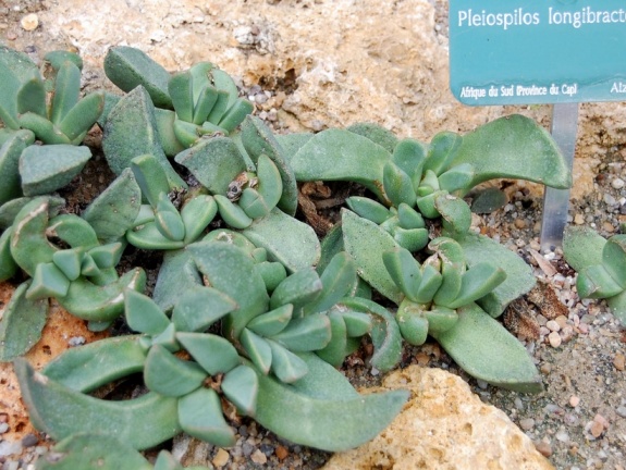 Pleioispilos longibracteatus