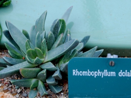 Rhombophyllum dolabriforme