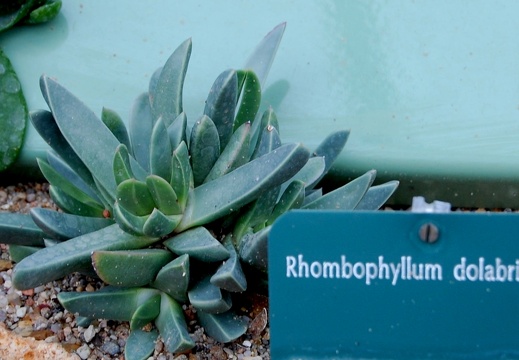 Rhombophyllum dolabriforme (1813 відвідувань) Rhombophyllum dolabriforme