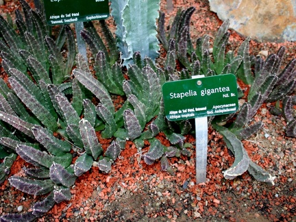 Stapelia gigantea