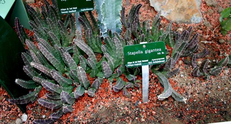 Stapelia_gigantea.JPG