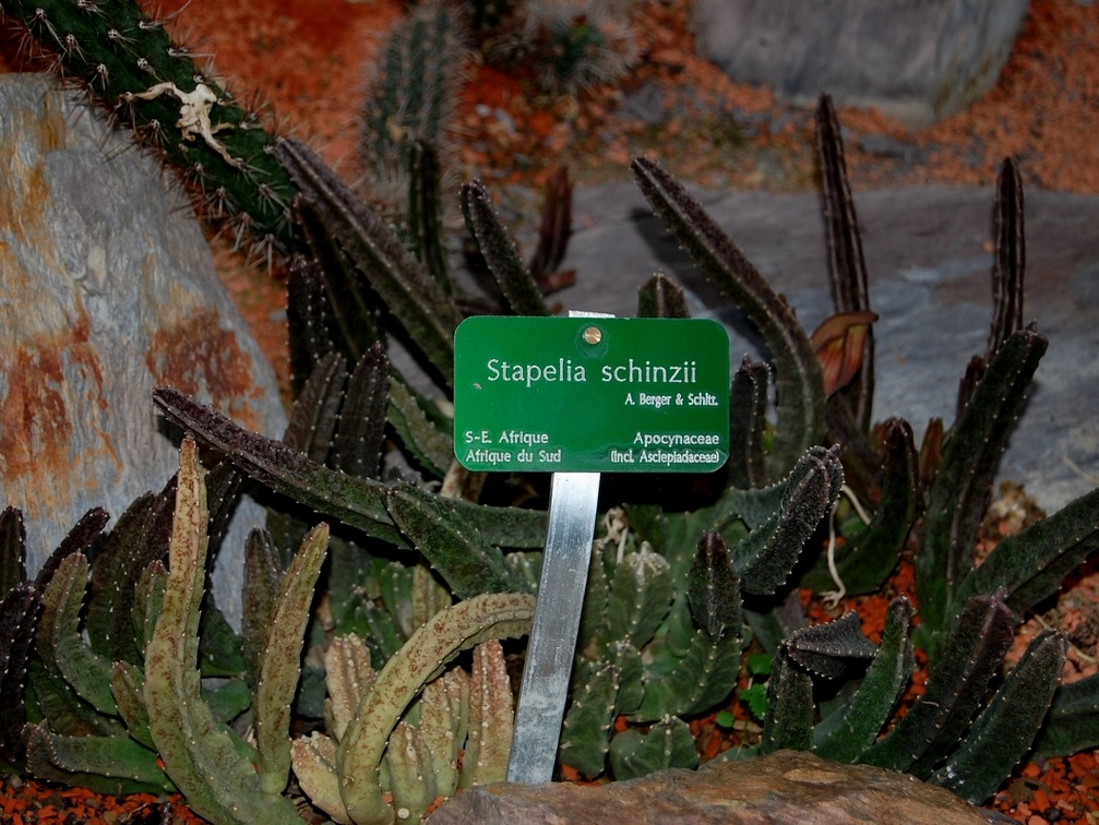 Stapelia schinzii (1652 відвідувань) Stapelia schinzii