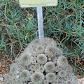 Sulcorebutia steinbachii v gracilior (1628 відвідувань) Sulcorebutia steinbachii v gracilior
