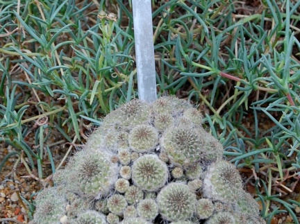 Sulcorebutia steinbachii v gracilior (1627 відвідувань) Sulcorebutia steinbachii v gracilior