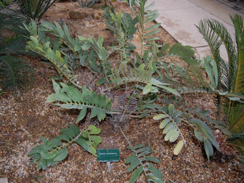 Zamia furfuracea (1800 відвідувань) Zamia furfuracea