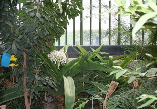  Crinum asiaticum