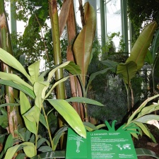      Musa x paradisiaca   Musa acuminata x Musa balbisiana