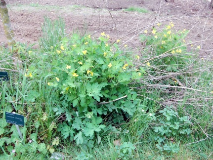 helidonium majus (1876 відвідувань) helidonium majus