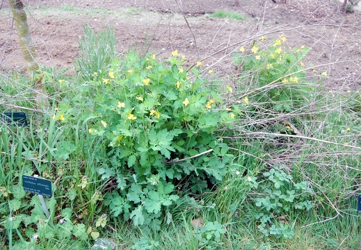 helidonium majus (1875 відвідувань) helidonium majus