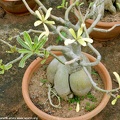 Ботанический сад "Nong-Nooch" (2765 відвідувань) Adenium obesum f.variegata
Фото Петра Лапшина (Москва, РФ), 2013 Ботанический сад "Nong-Nooch"
