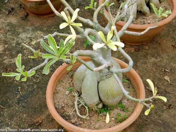 Ботанический сад "Nong-Nooch" (2765 відвідувань) Adenium obesum f.variegata
Фото Петра Лапшина (Москва, РФ), 2013 Ботанический сад "Nong-Nooch"