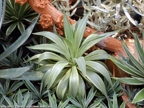 Ботанический сад "Nong-Nooch" (2666 відвідувань) Agave desmetiana f.variegata
Фото Петра Лапшина (Москва, РФ), 2013 Ботанический сад "Nong-Nooch"