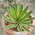 Ботанический сад "Nong Nooch" (2656 відвідувань) Agave lophantha f. variegata
Фото Петра Лапшина (Москва, РФ), 2013 Ботанический сад "Nong Nooch"