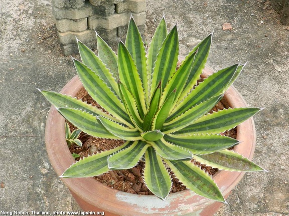 Ботанический сад "Nong Nooch" (2656 відвідувань) Agave lophantha f. variegata
Фото Петра Лапшина (Москва, РФ), 2013 Ботанический сад "Nong Nooch"