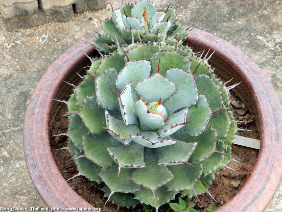 Ботанический сад "Nong Nooch" (2732 відвідувань) Agave potatorum
Фото Петра Лапшина (Москва, РФ), 2013 Ботанический сад "Nong Nooch"
