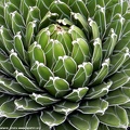 Ботанический сад "Nong Nooch" (2697 відвідувань) Agave victoriae-reginae
Фото Петра Лапшина (Москва, РФ), 2013 Ботанический сад "Nong Nooch"