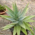 Ботанический сад "Nong Nooch" (3242 відвідувань) Aloe
Фото Петра Лапшина (Москва, РФ), 2013 Ботанический сад "Nong Nooch"