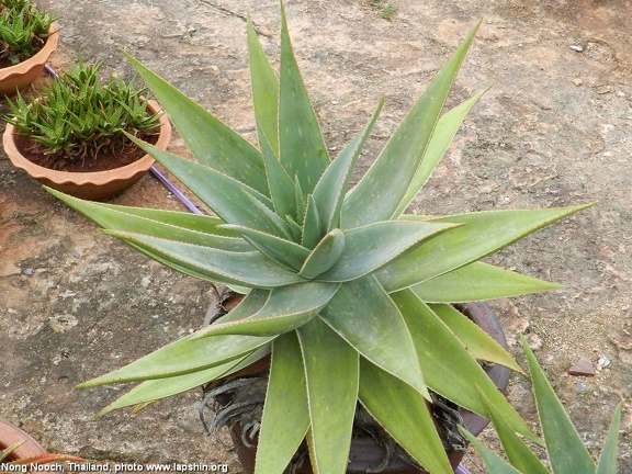 Ботанический сад "Nong Nooch" (3242 відвідувань) Aloe
Фото Петра Лапшина (Москва, РФ), 2013 Ботанический сад "Nong Nooch"