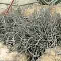 Euphorbia-aeruginosa.jpg