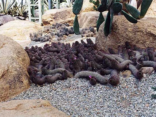 Ботанический сад &quot;Nong Nooch&quot;